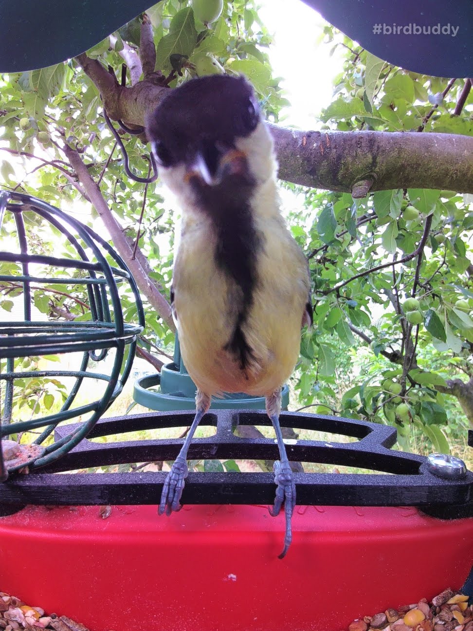 Perchoir avant Bird Buddy amélioré - Alimentation confortable pour les petits oiseaux