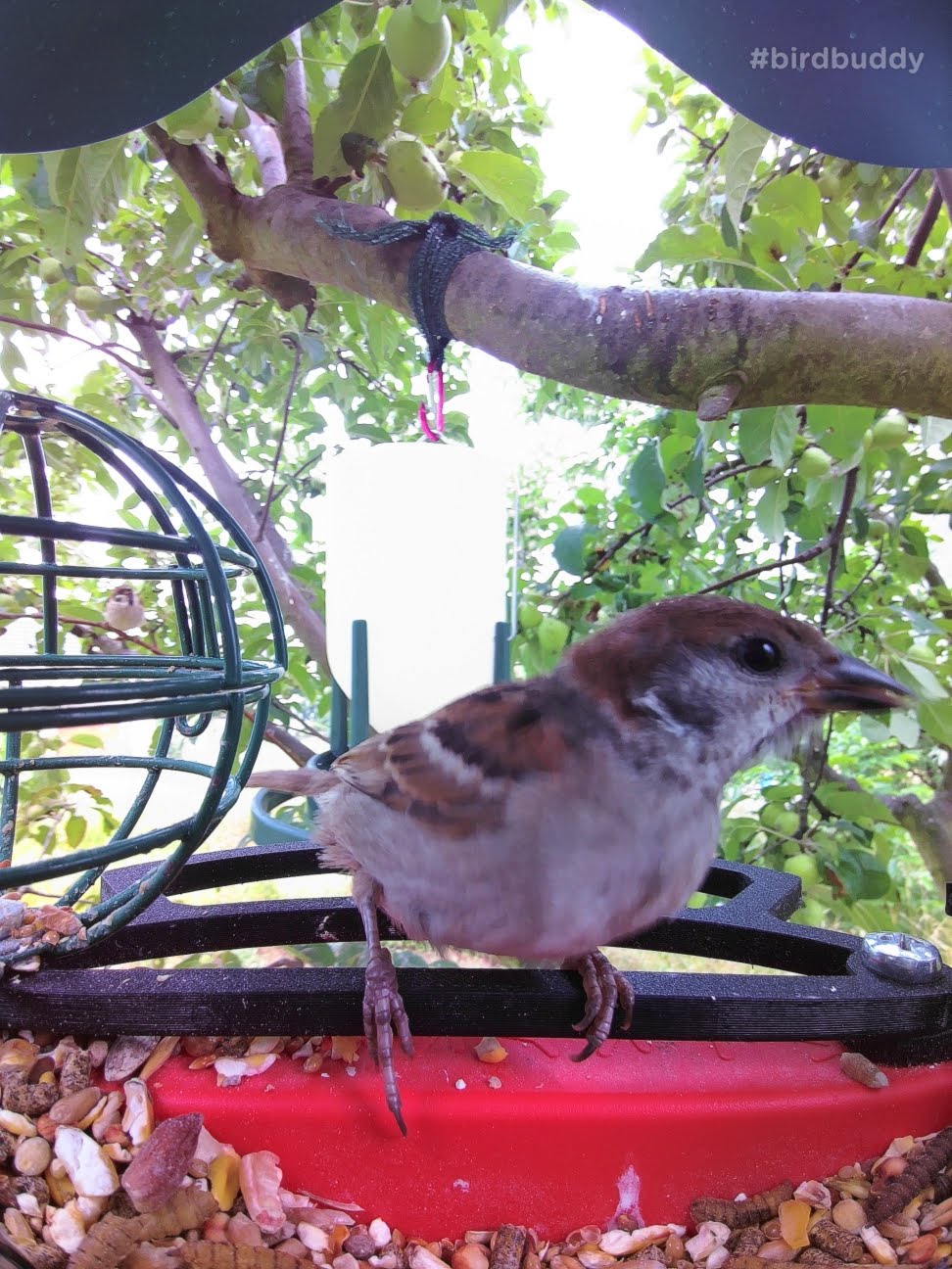 Perchoir avant Bird Buddy amélioré - Alimentation confortable pour les petits oiseaux
