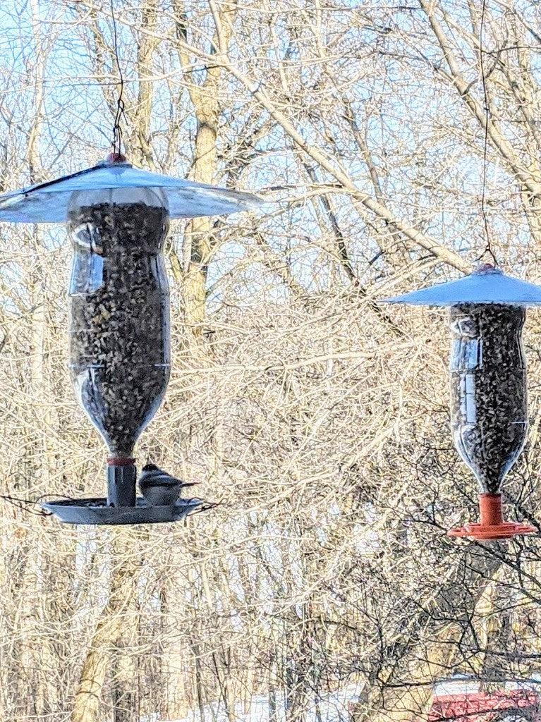 Mangeoire à oiseaux améliorée pour bouteille de soda