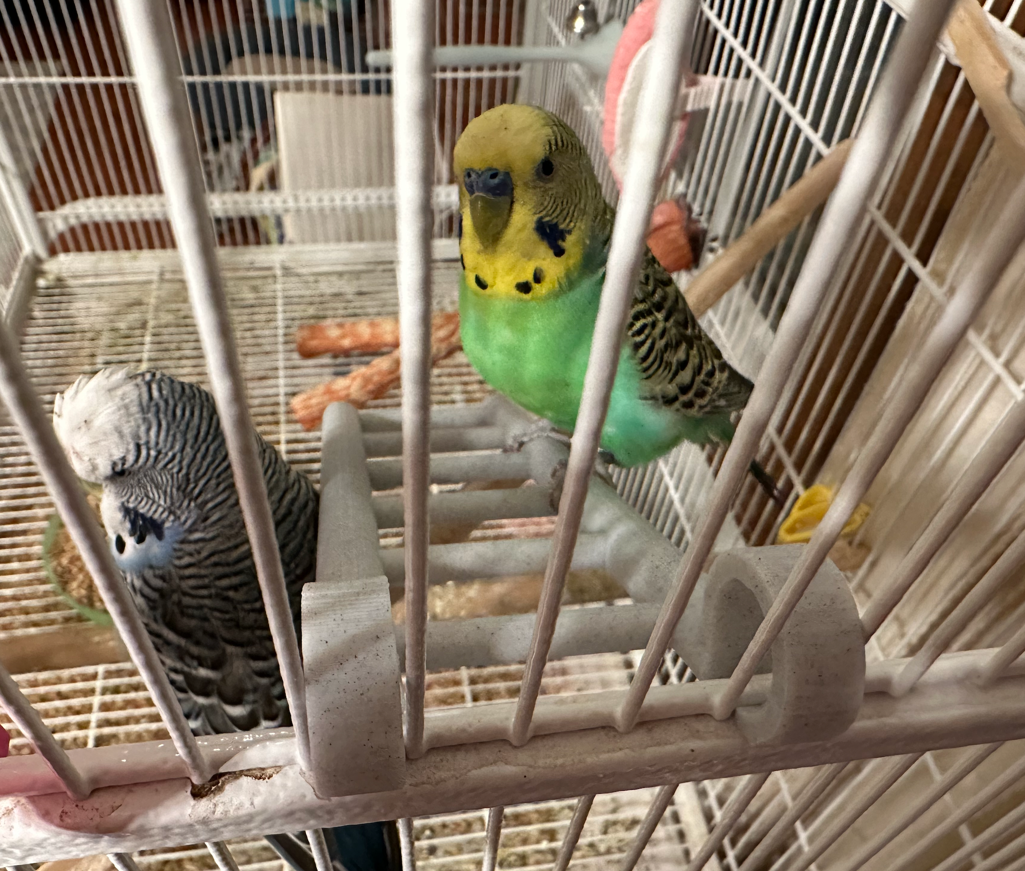 Échelle d'oiseau amusante pour perruches ondulées et perruches