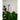 Support mural pour plantes suspendues
