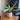 Pot de fleurs mid-century moderne avec soucoupe