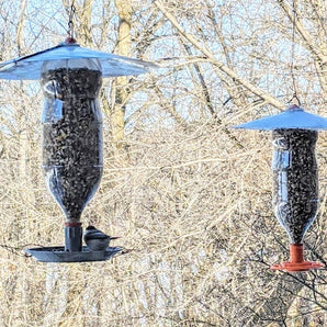 Mangeoire à oiseaux améliorée pour bouteille de soda