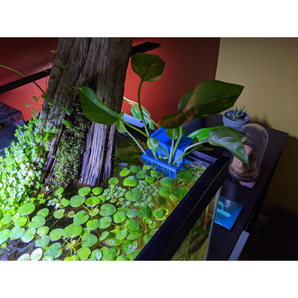 Support de plantes pour aquarium avec bord fixe